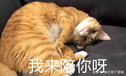 分手猫猫手机版公猫咪求偶叫声mp3