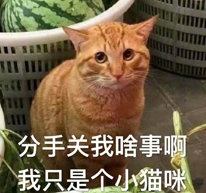 分手猫猫手机版公猫咪求偶叫声mp3-第2张图片-太平洋在线下载