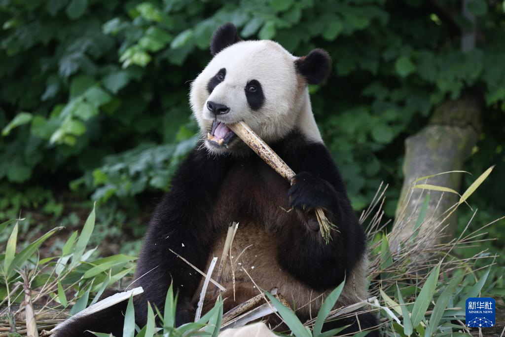 天宝五客户端天宝五年是什么时候