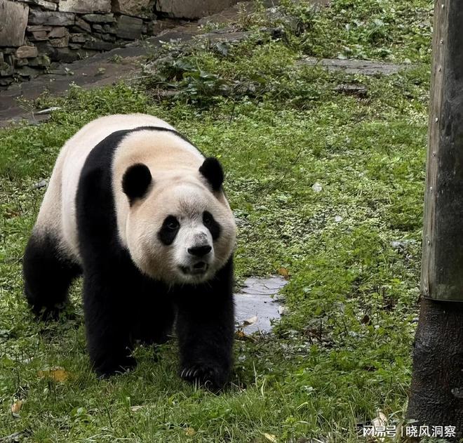 战争版的小苹果土豆王国小乐队小苹果-第2张图片-太平洋在线下载